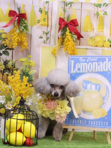 20240413サージュちゃん